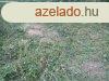 Kard belterletn ptsi telek elad