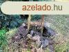Elad telek Grdony, 	Megoszthat telek