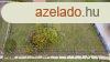 Elad telek Adcs, 	Akcfa utca