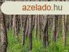Vgsrett erd elad  | Ruzsa s lls kzt tbb rszletbl