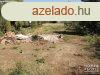 Elad ptsi telek Szeged Tompasziget    
