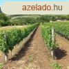 Szentantalfa zrtkerti szl 5.020 m2
