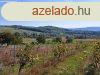 pthet, tjpanorms-elad MEZGAZDASGI TERLET MINDSZENT