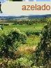 Legyl Birtokos Szlsz-Borsz !! - Pcsely