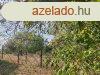 Elad Kzepes llapot Szntfld, legel Nagyvenyim Petfis