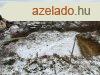 KAPOSVRI PANORMS PTSI TELEK