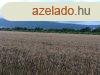 Elad zrtkerti ingatlan Cskakn
