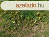 Gyenesdison csendes helyen telek elad