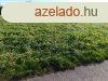 Kehidakustnyban kzmvekkel elltott, kzponthoz kzeli, te