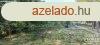 Deszken dl elad!