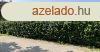 Elad csaldi hz Velence, 	csaldihz, apartmanhz