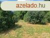 Elad ptsi telek Hdmezvsrhely   