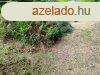 Elad Klterleti telek Zalaegerszeg
