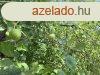Elad telek Bde, 	Csendes, termszetkzeli rszn