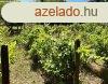 Elad ptsi telek Miskolcon, az Alms utcban ? egyedlll