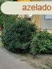 Elad 54 nm-es Feljtand Panellaks Debrecen