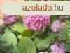 Elad laks Zalaegerszeg, 	Zldvezeti tglalaks