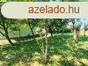 Egy telek Szkesfehrvron, ahol a jv otthona szletik