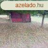 Elad hobbi kert, gymlcss Balatonboglr Zinger-dlben