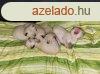Thai Tradicionlis Szimi kiscick lassan gazdit keresnek