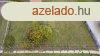 Elad telek Adcs, 	Akcfa utca