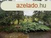 Elad csaldi hz Keszthely, 	Kervrosias utcban