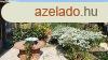 ELAD Tiszafldvron tbbgenercis, 2 csaldi hz s 1 lakr