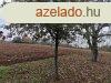 Elad csaldi hz Andocson
