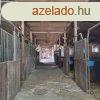 Elad hz, Kiskunflegyhza