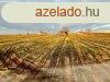 Elad 37 nm-es Csaldi hz Mr