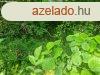 Szlsgyrkn telek elad
